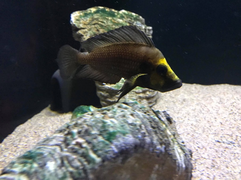 Altolamprologus compressiceps 'Kasanga'